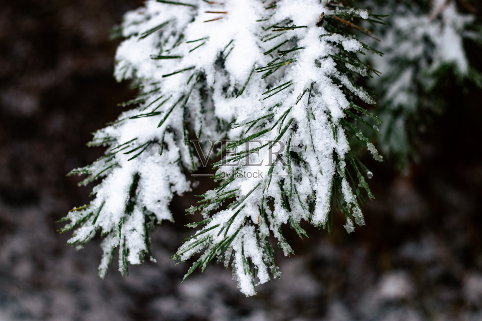 冬季森林中覆盖着雪的松针照片摄影图片
