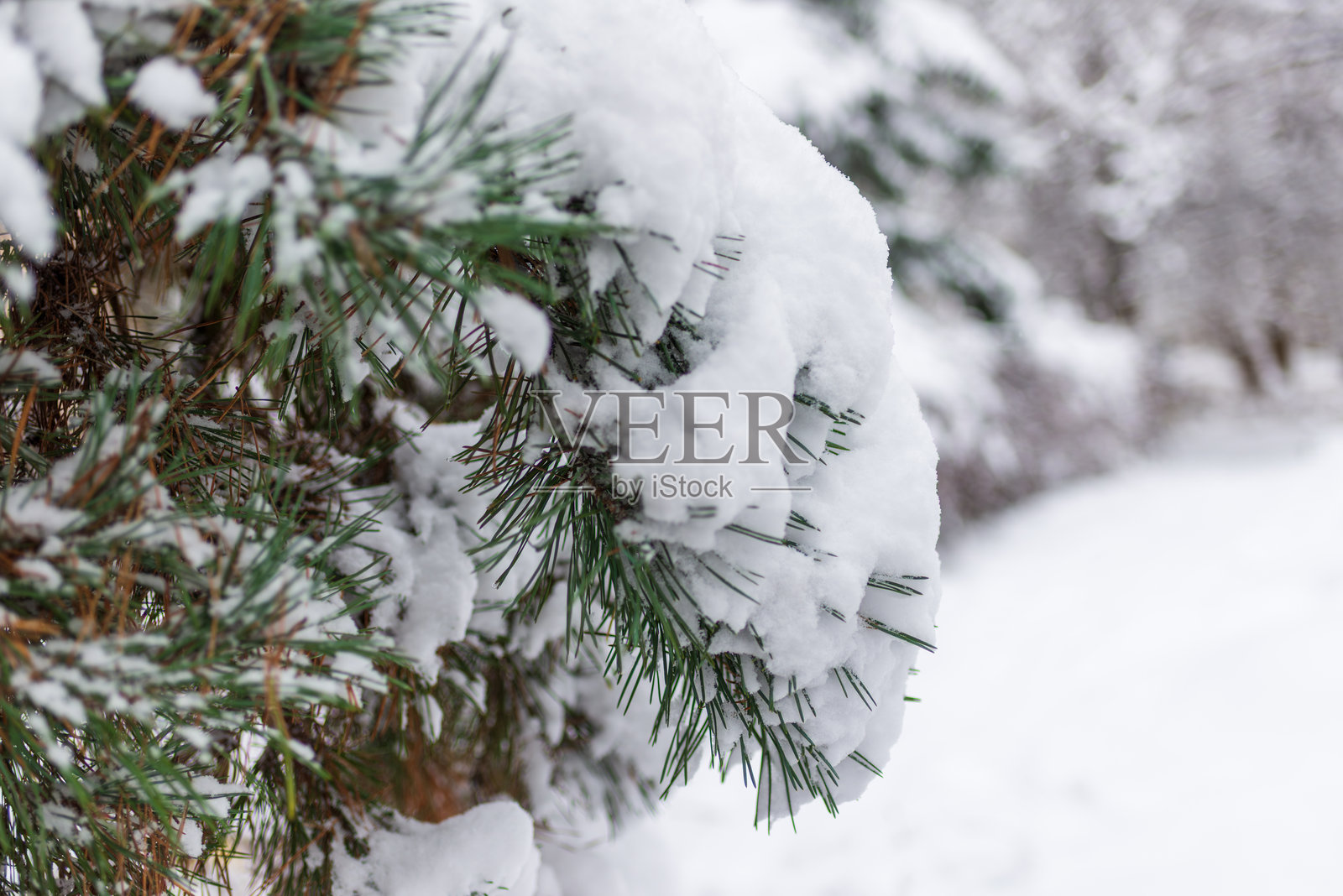 被新下的冬雪压弯的松枝照片摄影图片