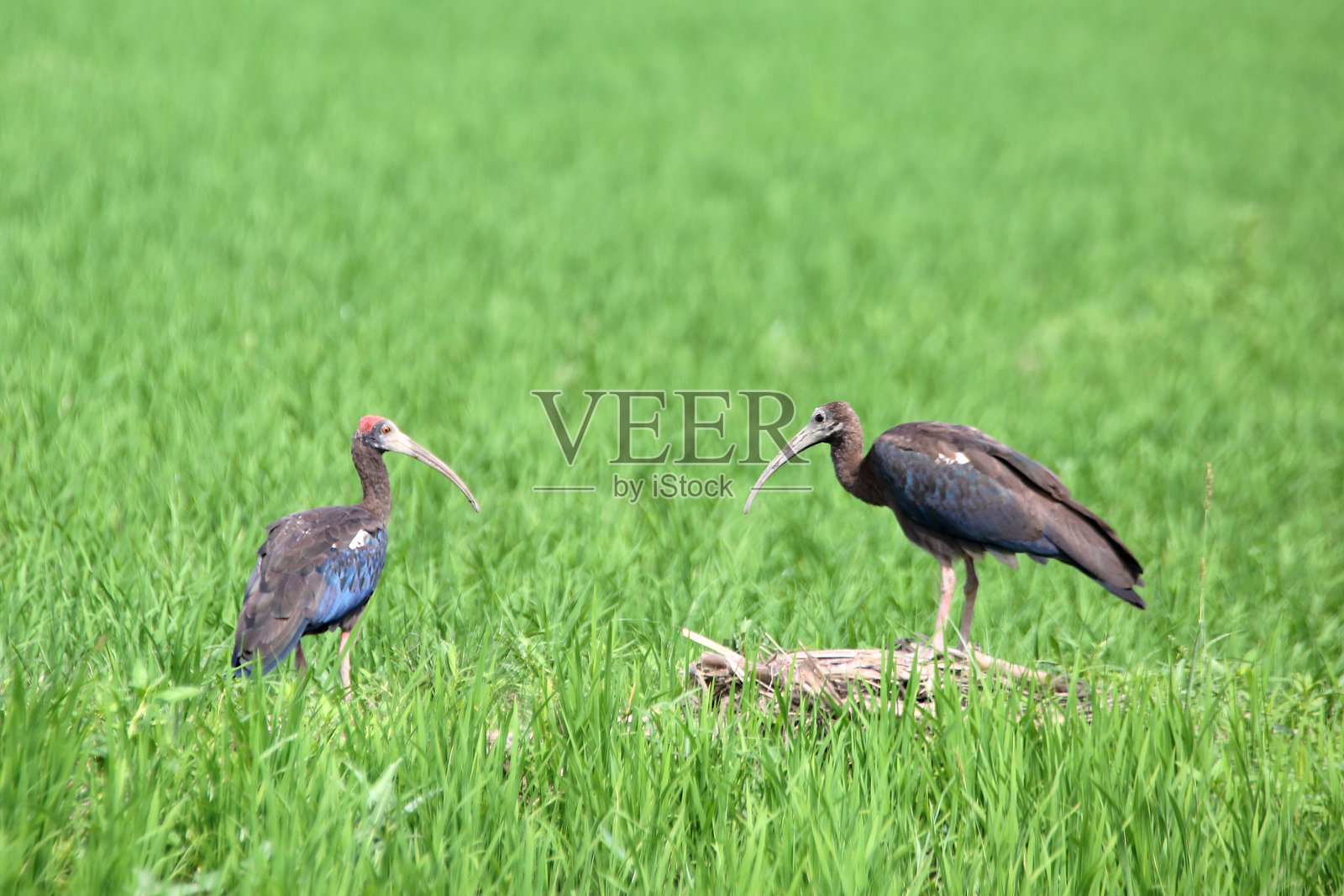一只正在绿色稻田里觅食的红颈䴉（Pseudibis papillosa）的社论图片。照片摄影图片
