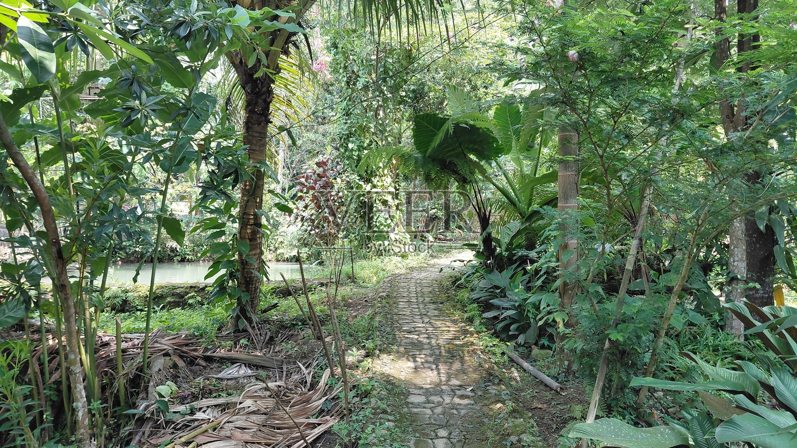 热带花园小径，四周环绕着郁郁葱葱的绿色植被和棕榈树照片摄影图片