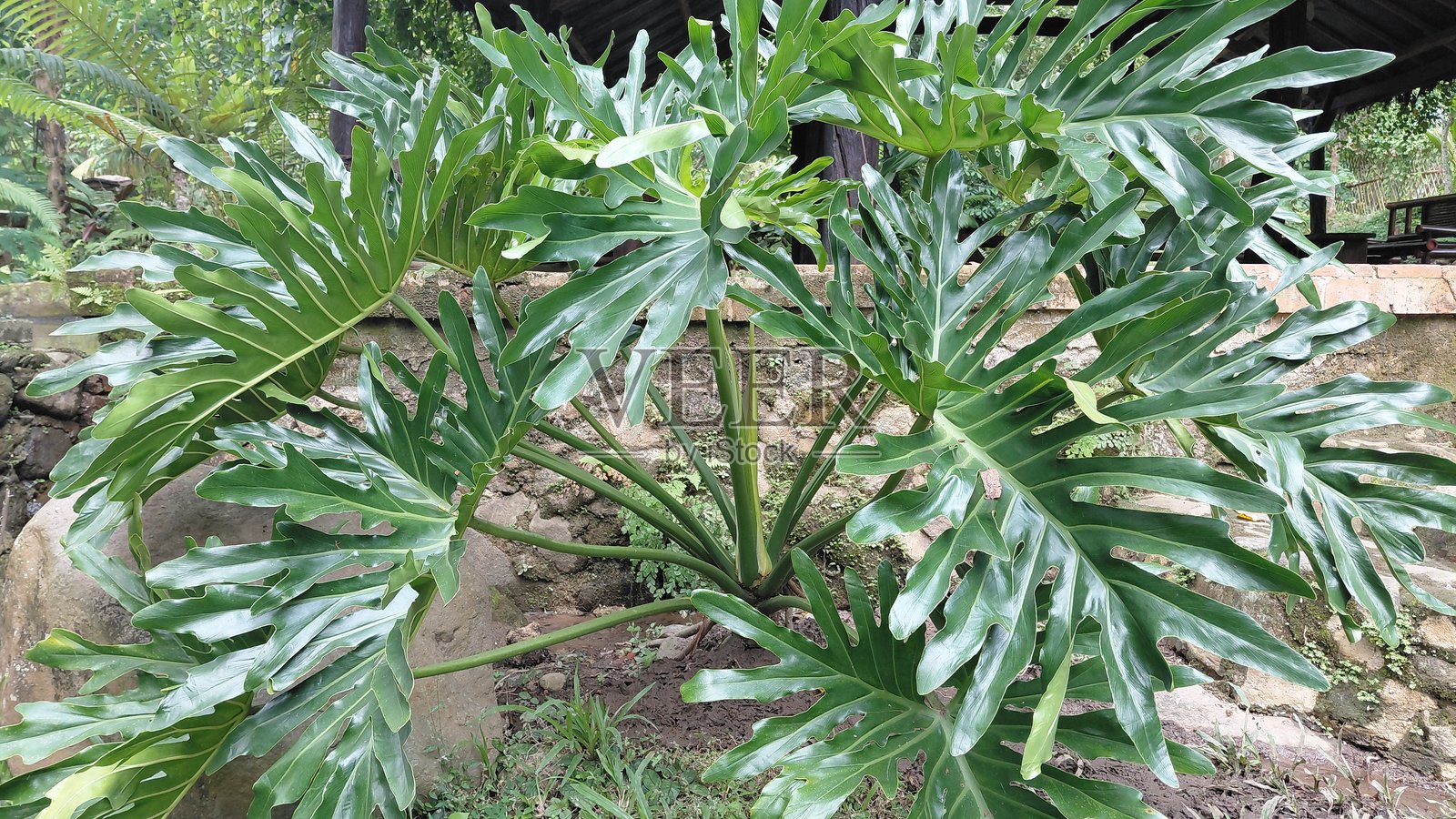 郁郁葱葱的热带喜林芋植物，叶片硕大翠绿，适合作为生态和健康概念的自然背景照片摄影图片