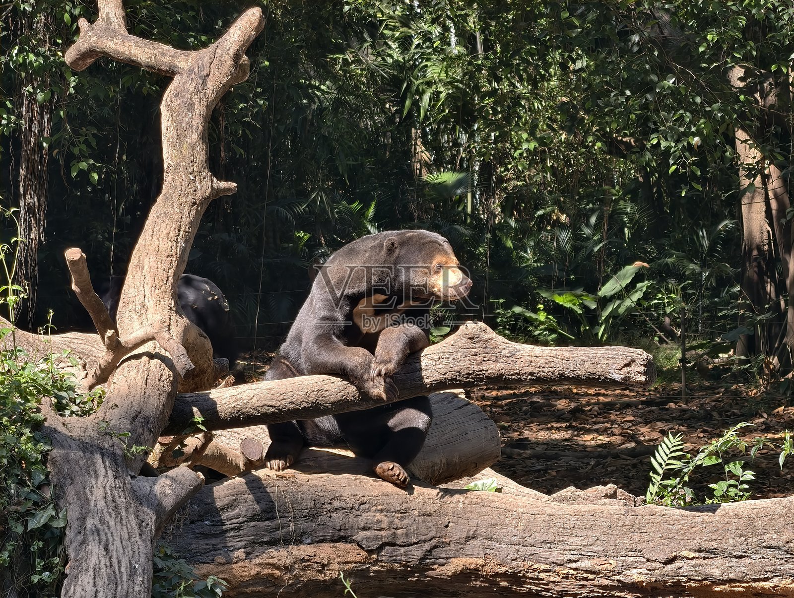 森林中树枝上的太阳熊照片摄影图片