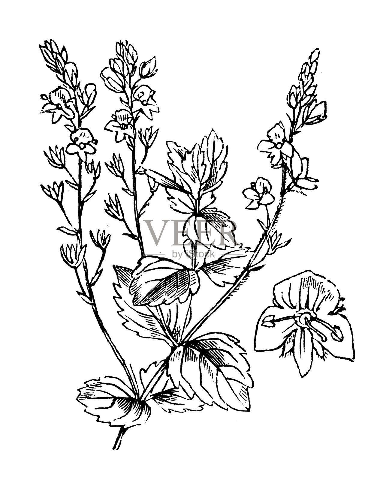 婆婆纳插画图片素材