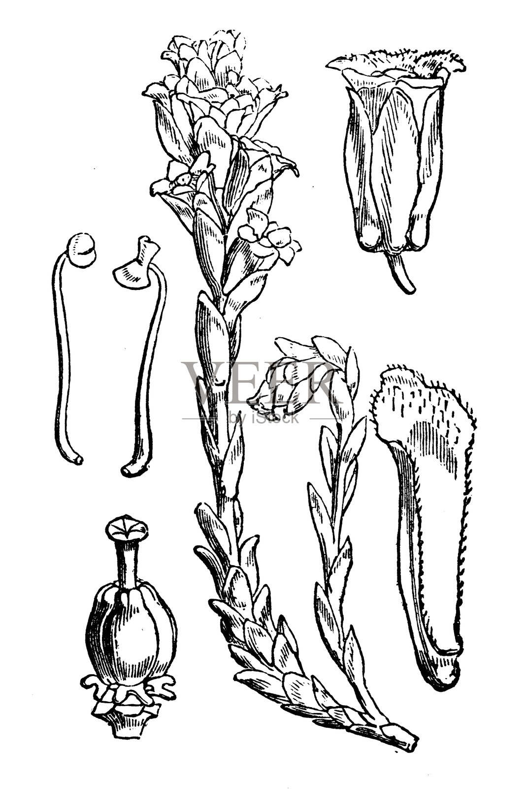 腐生草插画图片素材