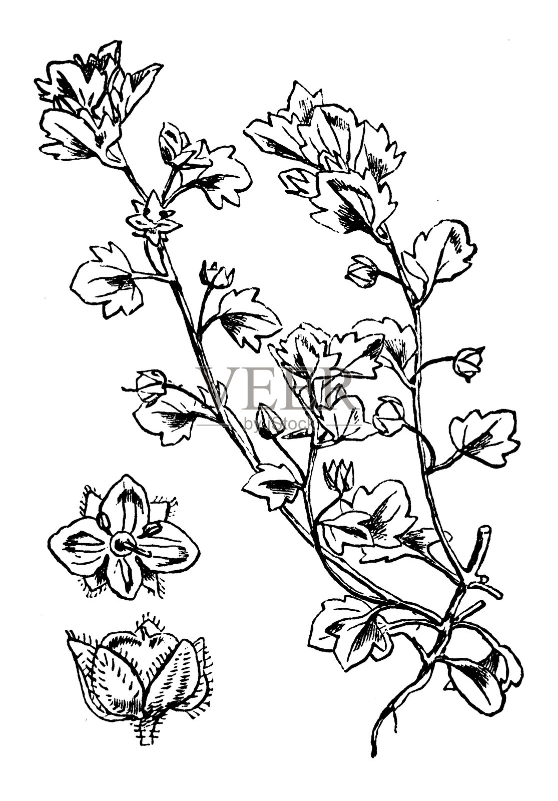 常春藤叶风铃草插画图片素材