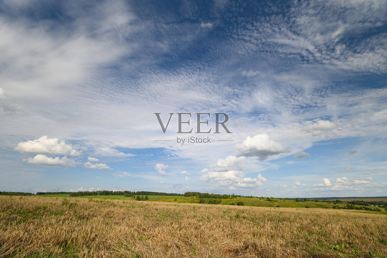 蔚蓝天空下的广阔麦田，一处宁静而风景如画的景致照片摄影图片