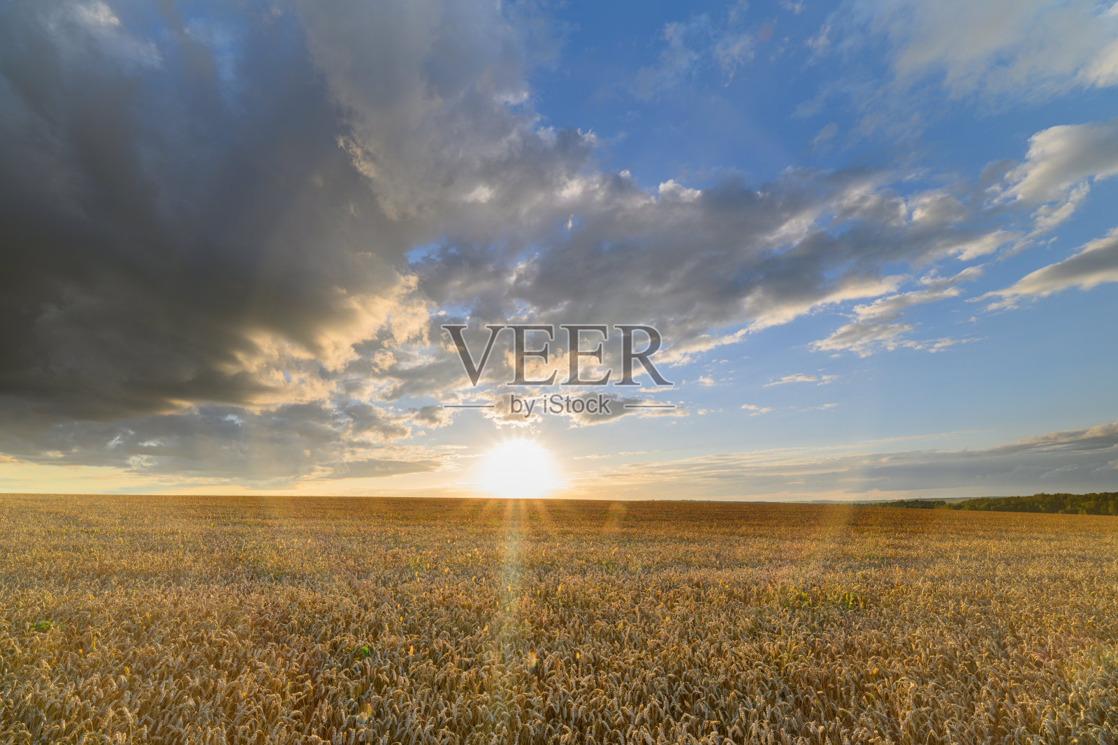 壮丽迷人的日落，金色麦田，戏剧性的云彩照片摄影图片