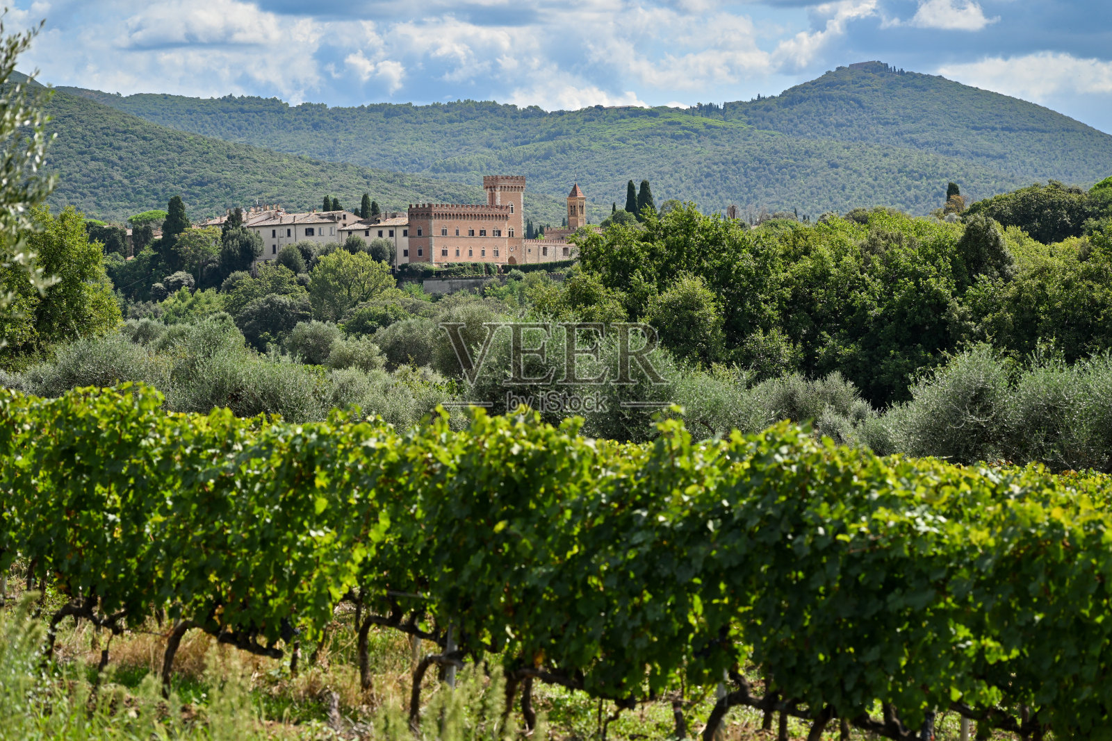 托斯卡纳的博尔盖里赤霞珠葡萄和葡萄园，用于酿造超级托斯卡纳的萨西凯亚和奥尔内拉亚葡萄酒照片摄影图片