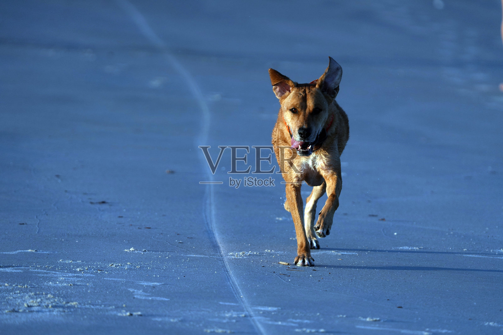 佛罗里达州海滩上日出时遛狗照片摄影图片