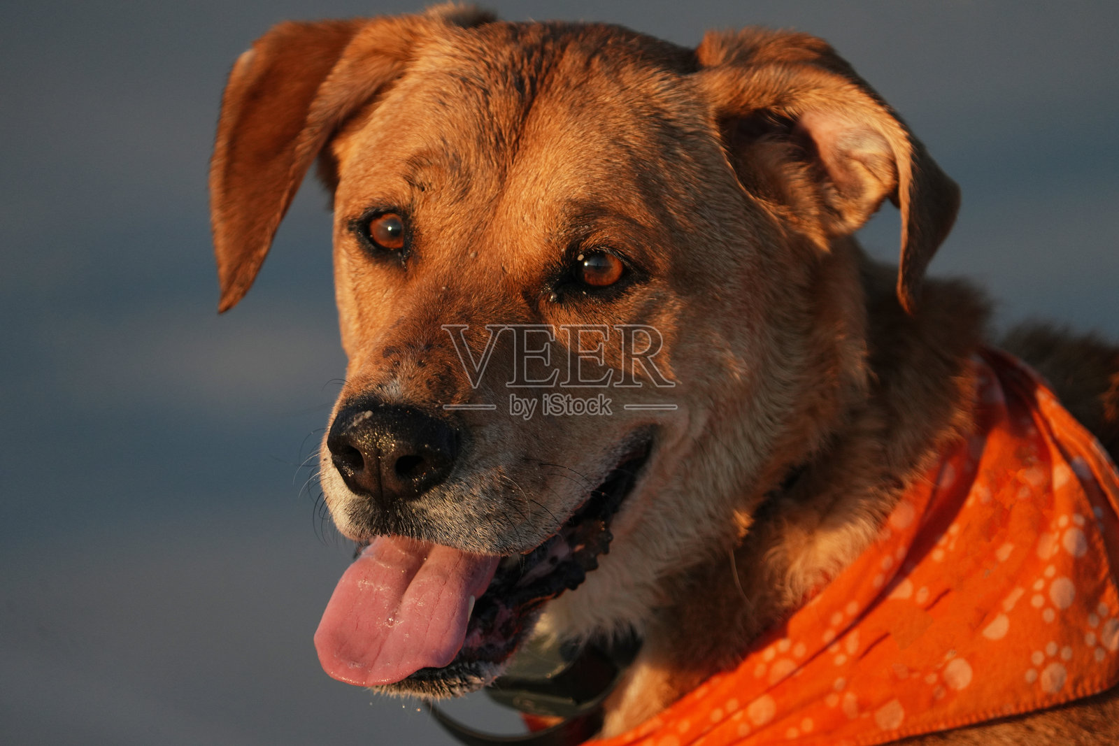 日出时，一名女子在海滩上遛狗照片摄影图片