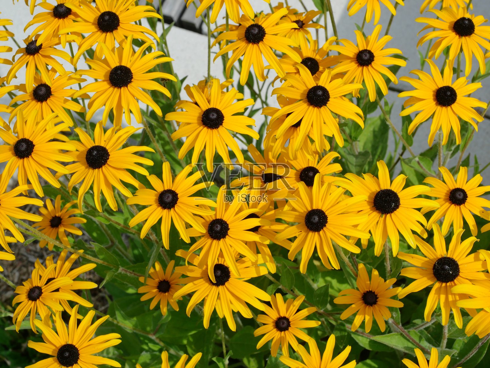 带有深色花心的亮黄色金光菊照片摄影图片