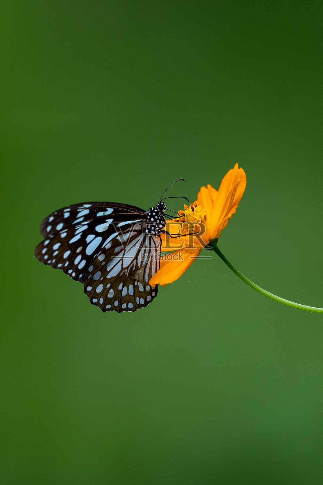 蝴蝶与花照片摄影图片
