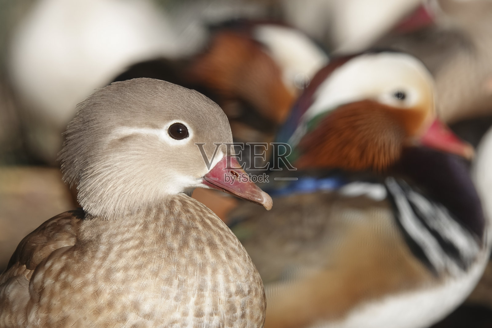 迷人的雌性鸳鸯肖像，展示其微妙而优雅的羽毛，旁边还有其他色彩鲜艳的鸭子。照片摄影图片