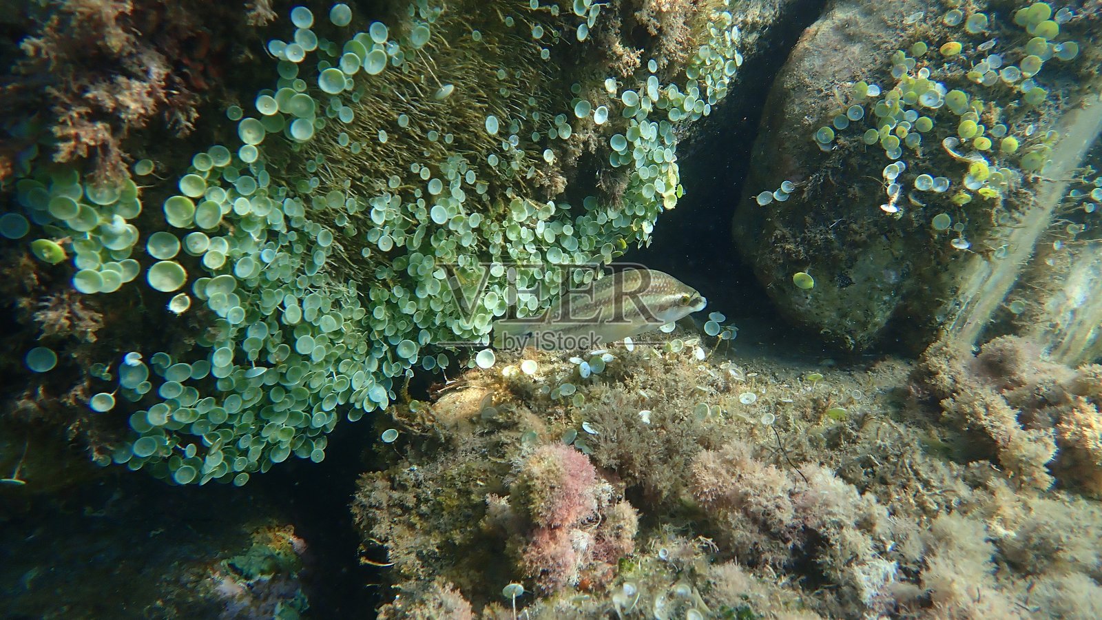 东大西洋孔雀鲷（Symphodus tinca）在利古里亚海的海底照片摄影图片