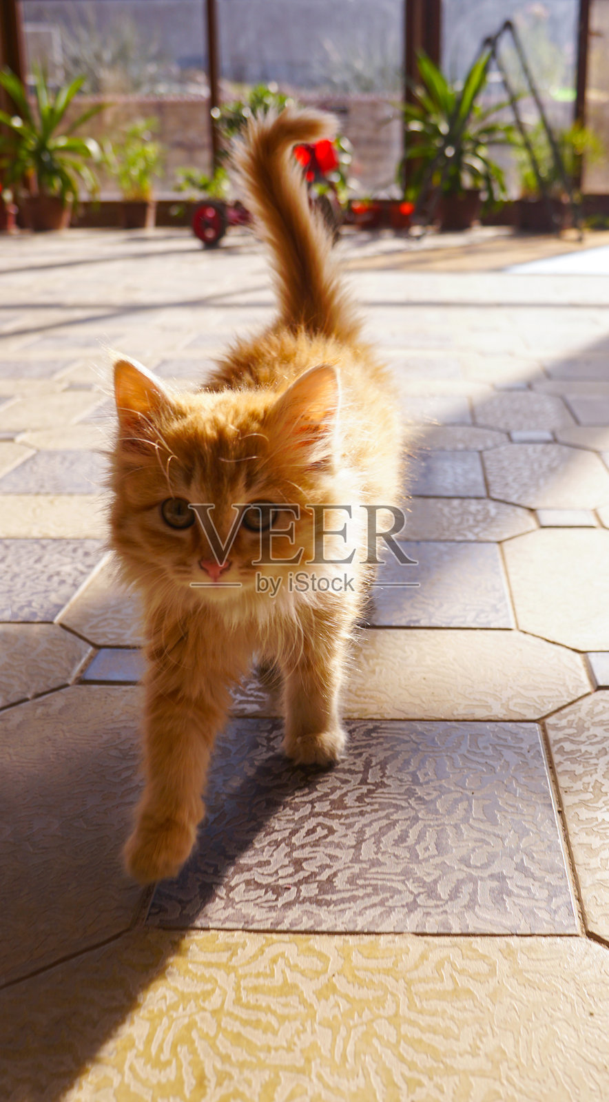 一只黄色的小猫在屋子里走。照片摄影图片