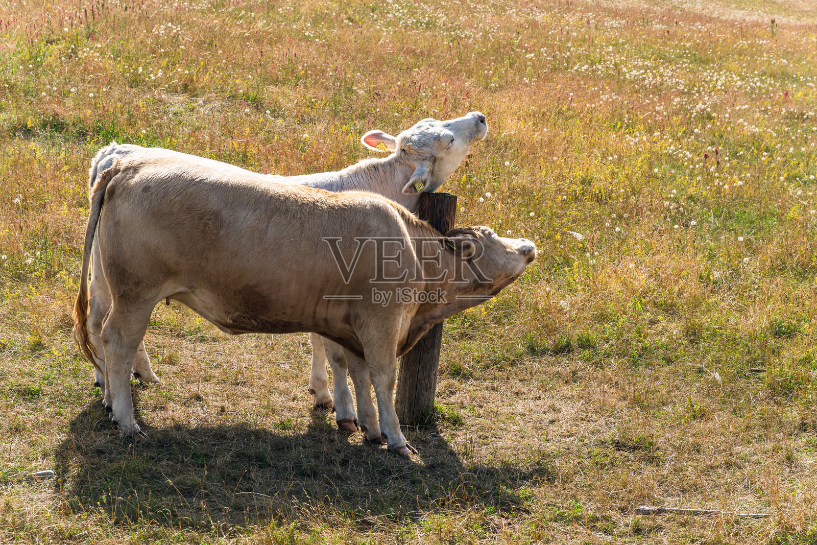 牛在瑞典牧场用木桩蹭痒脖子照片摄影图片