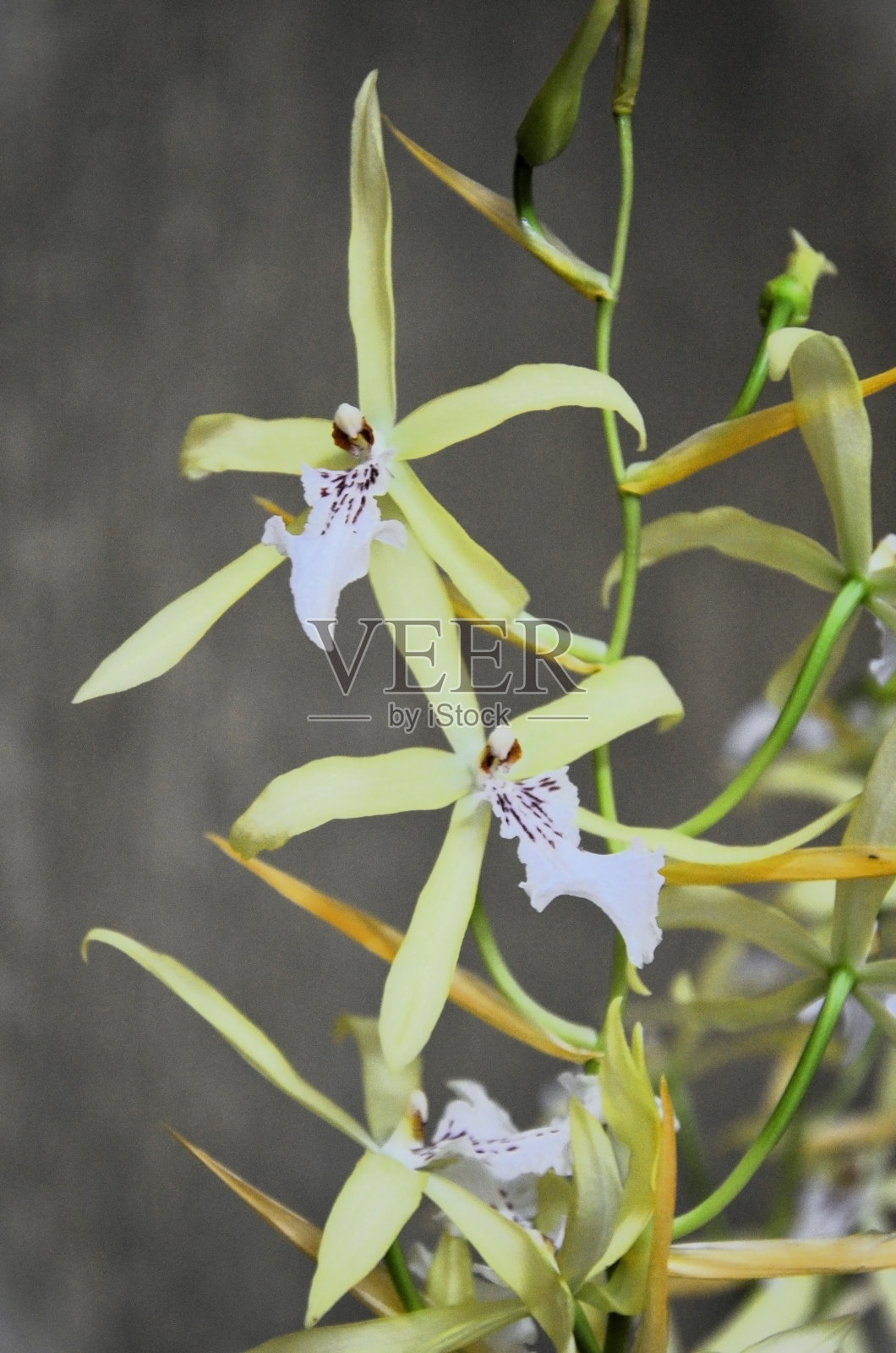 房间里的爱兰花（Miltonia flavescens）的花朵照片摄影图片