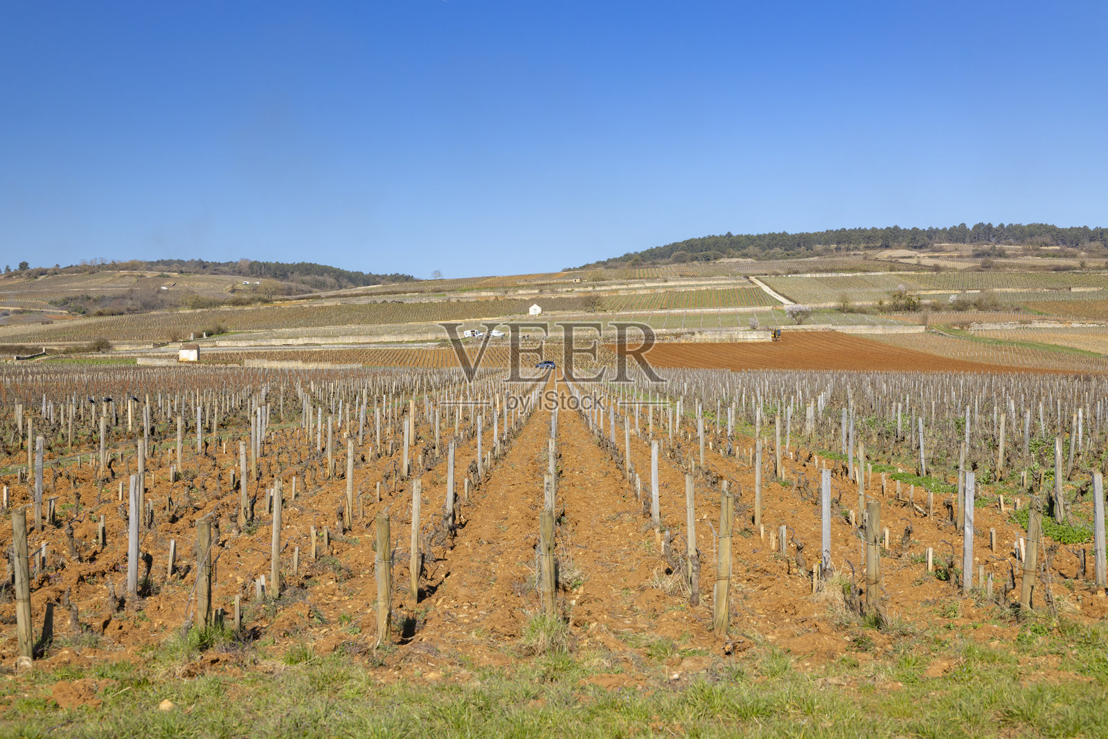 勃艮第地区博讷葡萄园的成排葡萄树在晴朗的蓝天下照片摄影图片
