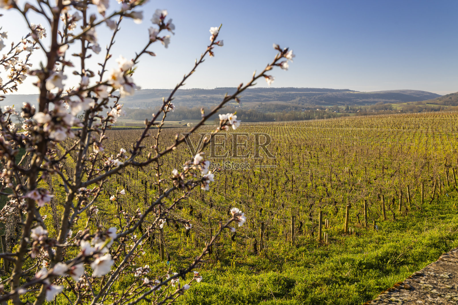 春天，盛开的杏树俯瞰着夏山梦谢特（Chassagne Montrachet）的葡萄园照片摄影图片
