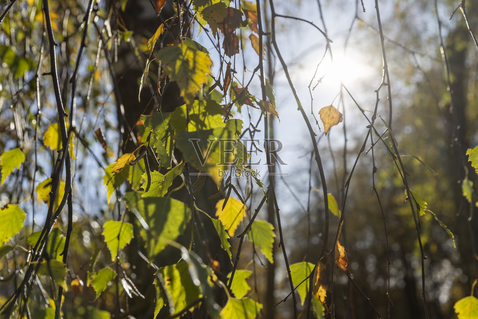 秋季阳光明媚的蓝天下，白桦树的叶子泛黄，展现了秋季寒流中白桦树的自然景致以及树木的变换。照片摄影图片