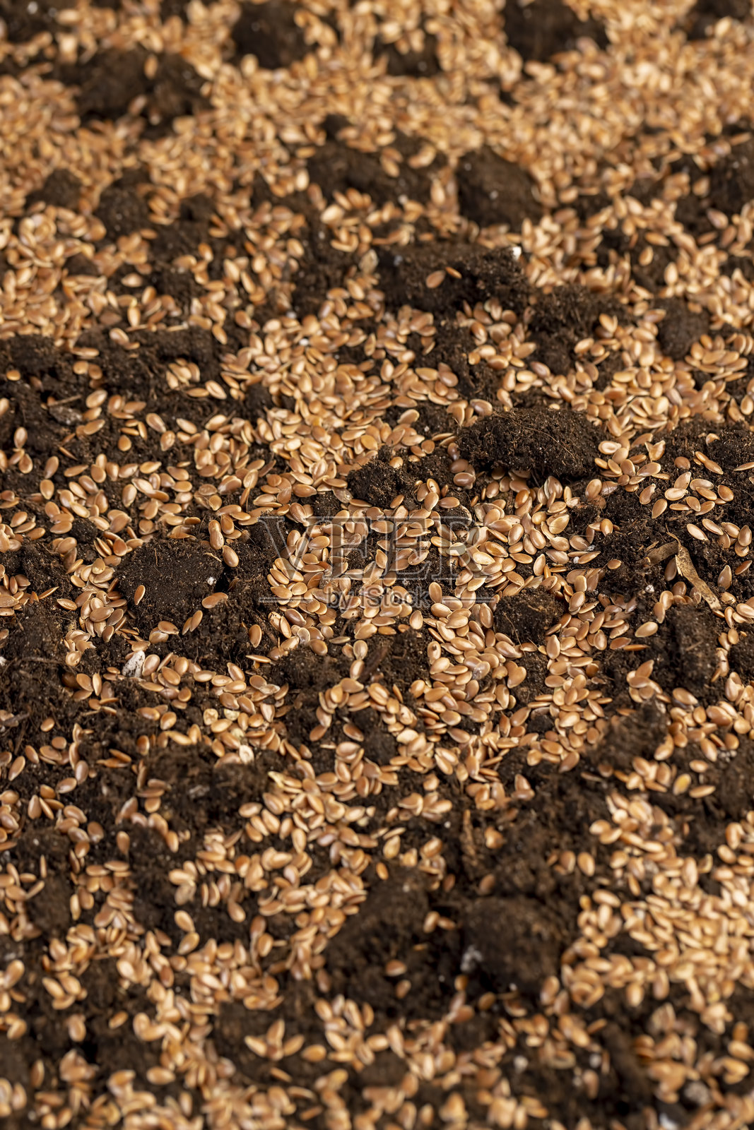大量棕色亚麻籽散落在田野的棕色土壤上，用于工业用途收割亚麻照片摄影图片