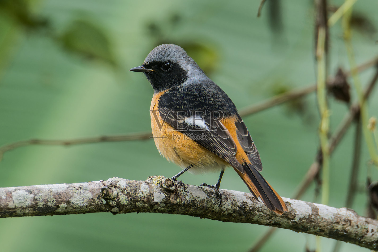 红喉歌鸲在树枝上摆姿势照片摄影图片
