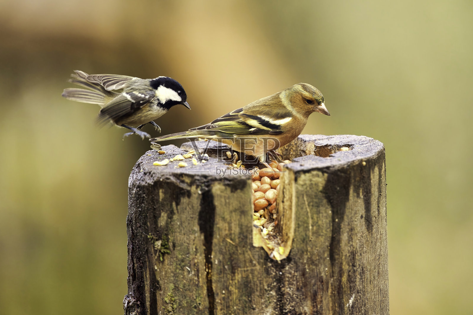 准备进食的欧洲麻雀和煤山雀照片摄影图片