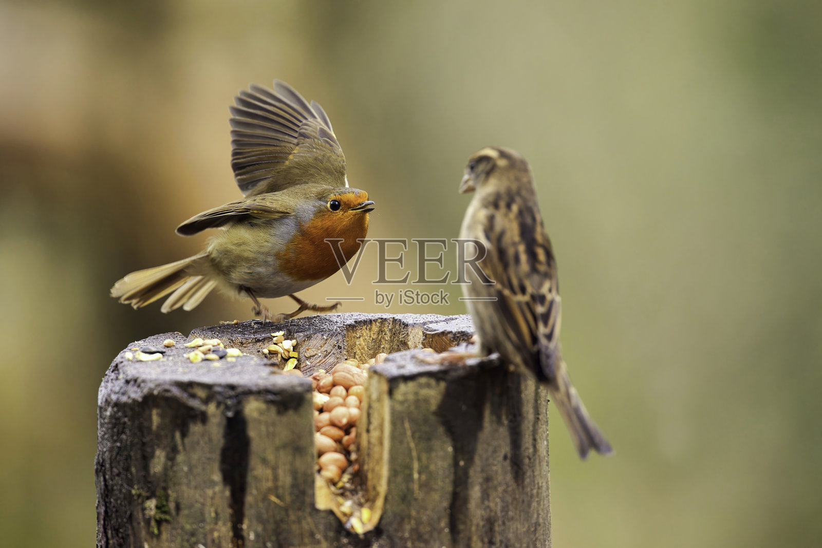 知更鸟与家麻雀的对峙照片摄影图片