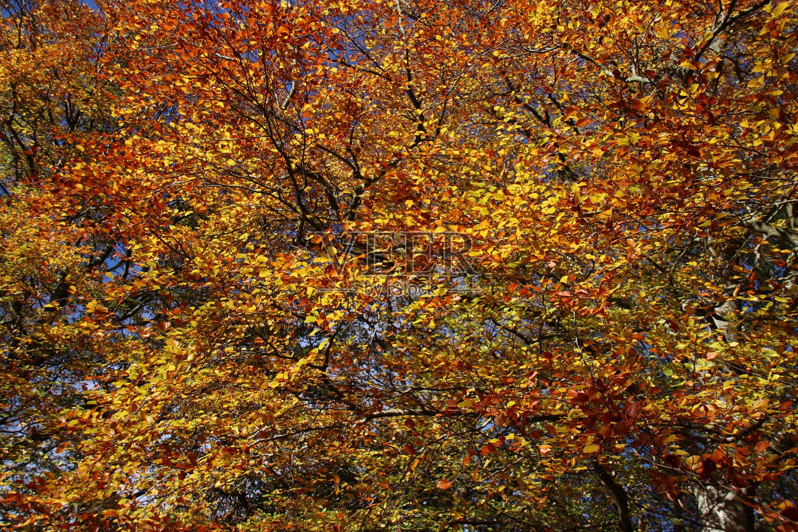 秋叶照片摄影图片