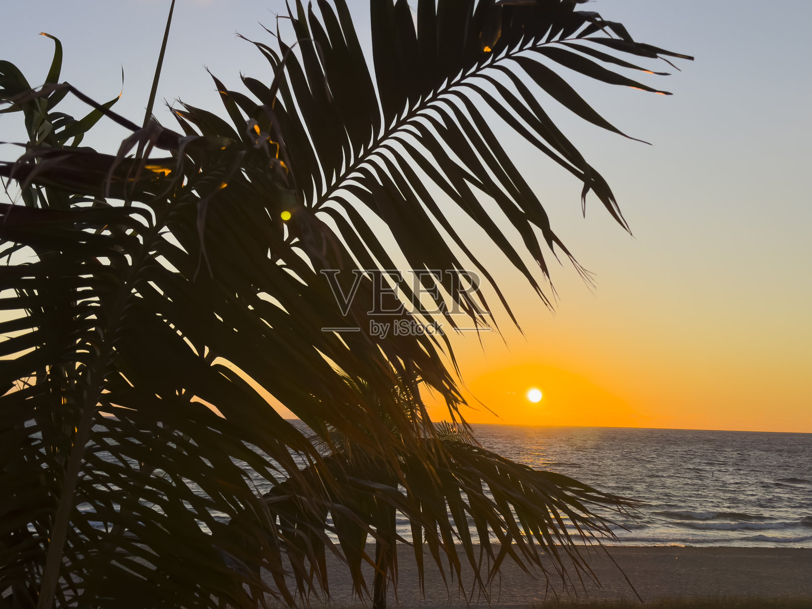 热带日出，棕榈叶掩映——劳德代尔堡海滨照片摄影图片