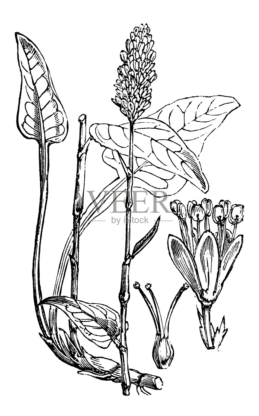 蛇蓼插画图片素材