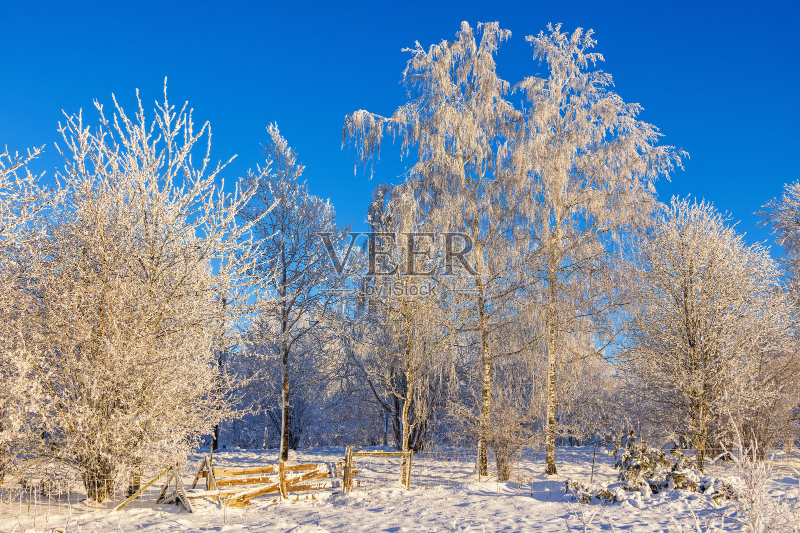 冰霜覆盖树木和通往牧场的门的美丽冬季风景照片摄影图片