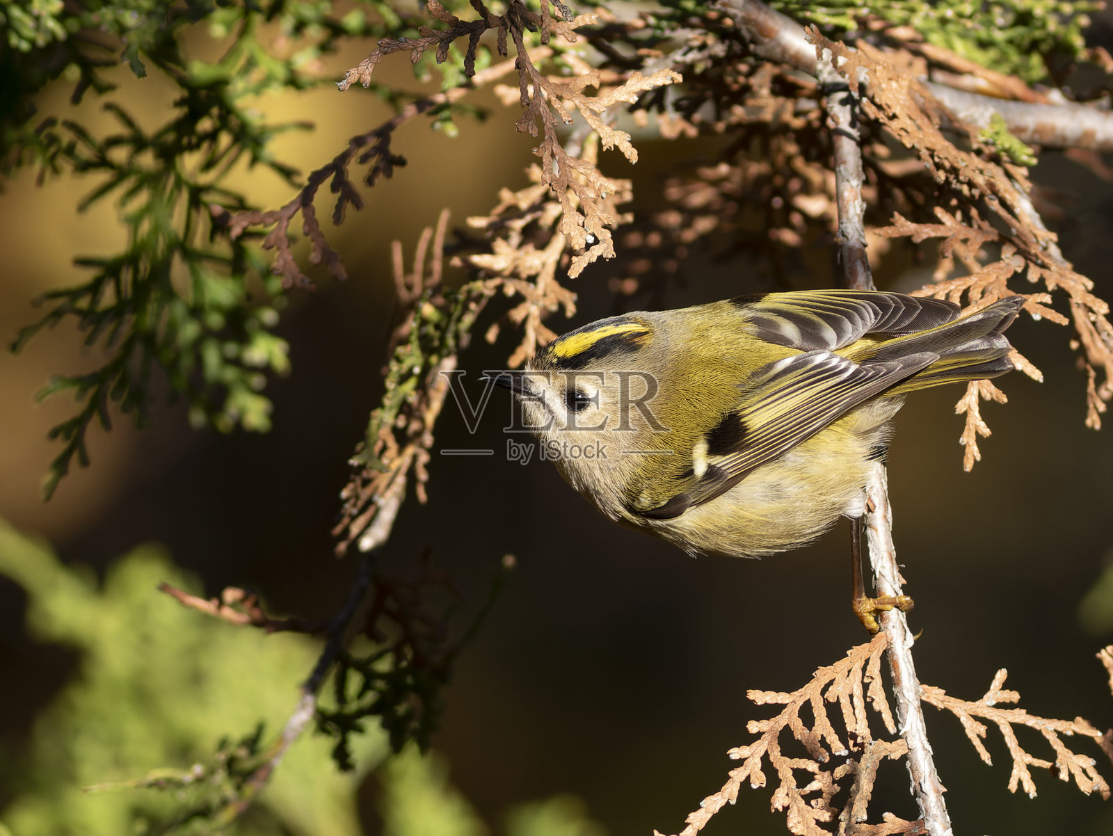 金冠鹎，Regulus regulus。一只鸟栖息在侧柏树枝上照片摄影图片