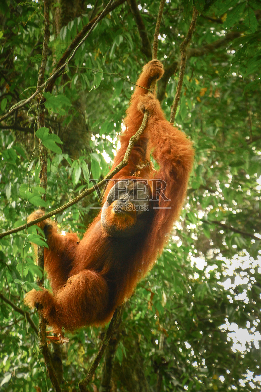 一只成熟的苏门答腊猩猩优雅地悬挂在茂密丛林的藤蔓上照片摄影图片
