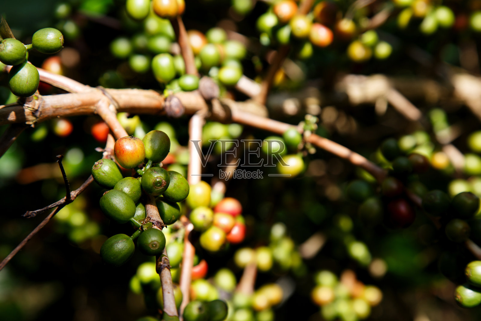 咖啡树枝，带有嫩绿的咖啡豆，有机农业种植，新鲜咖啡樱桃生长，可持续种植理念照片摄影图片