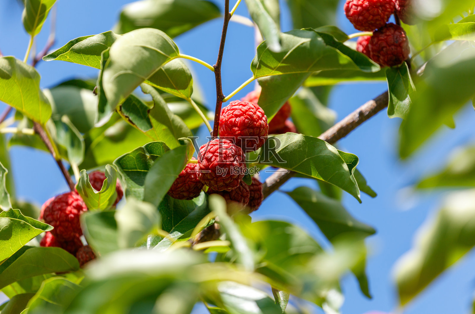 一棵树上挂着红色的果实照片摄影图片