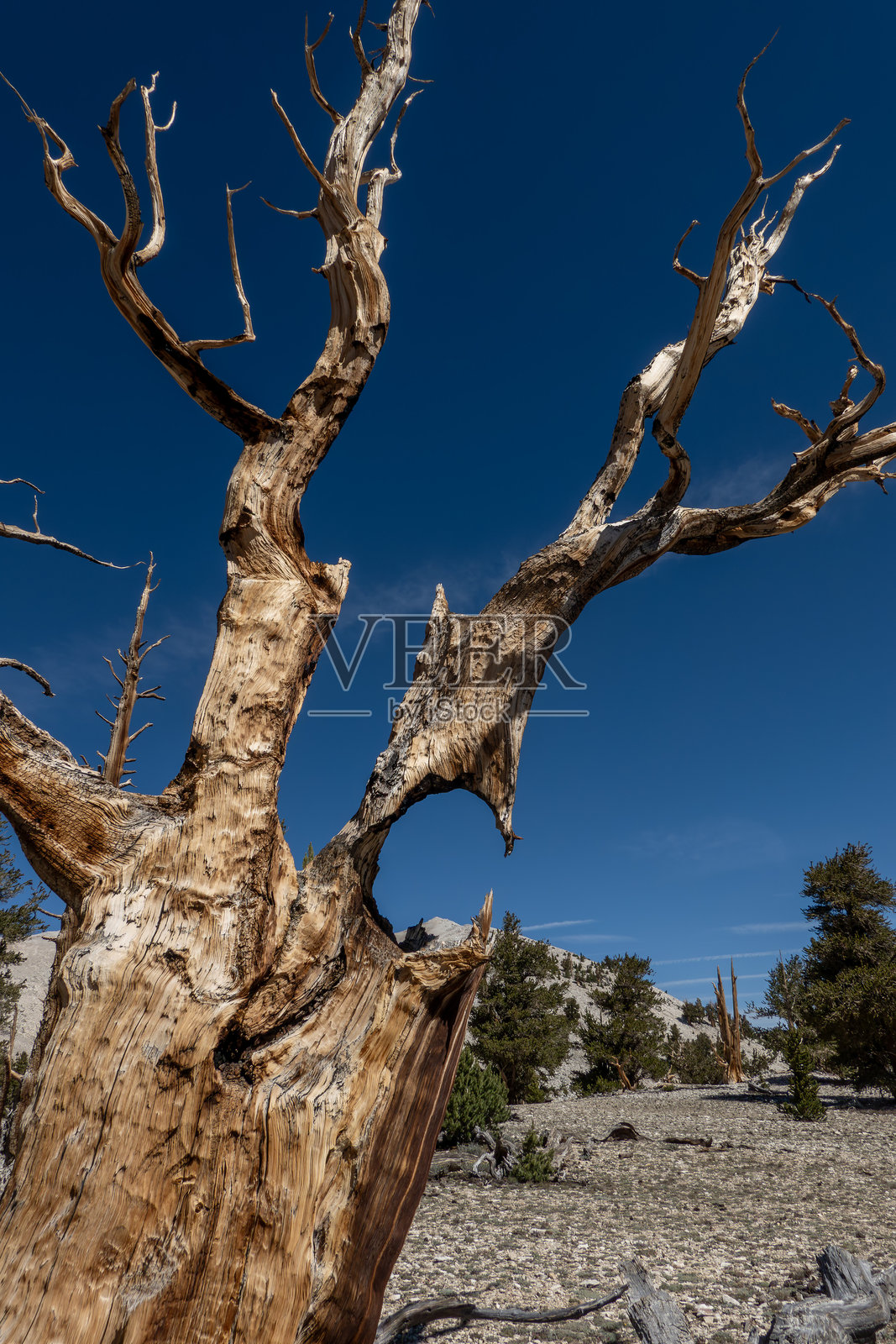 加利福尼亚州白山古老的狐尾松照片摄影图片