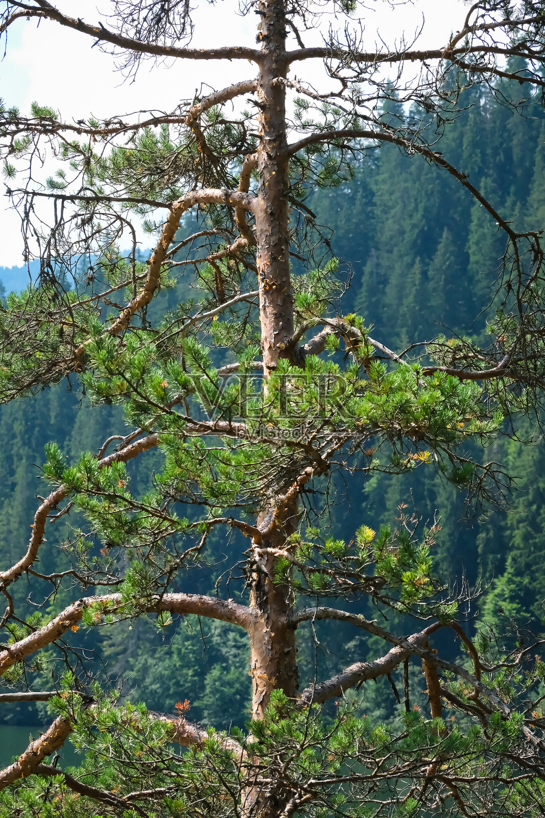 背景为森林的饱经风霜的松树照片摄影图片