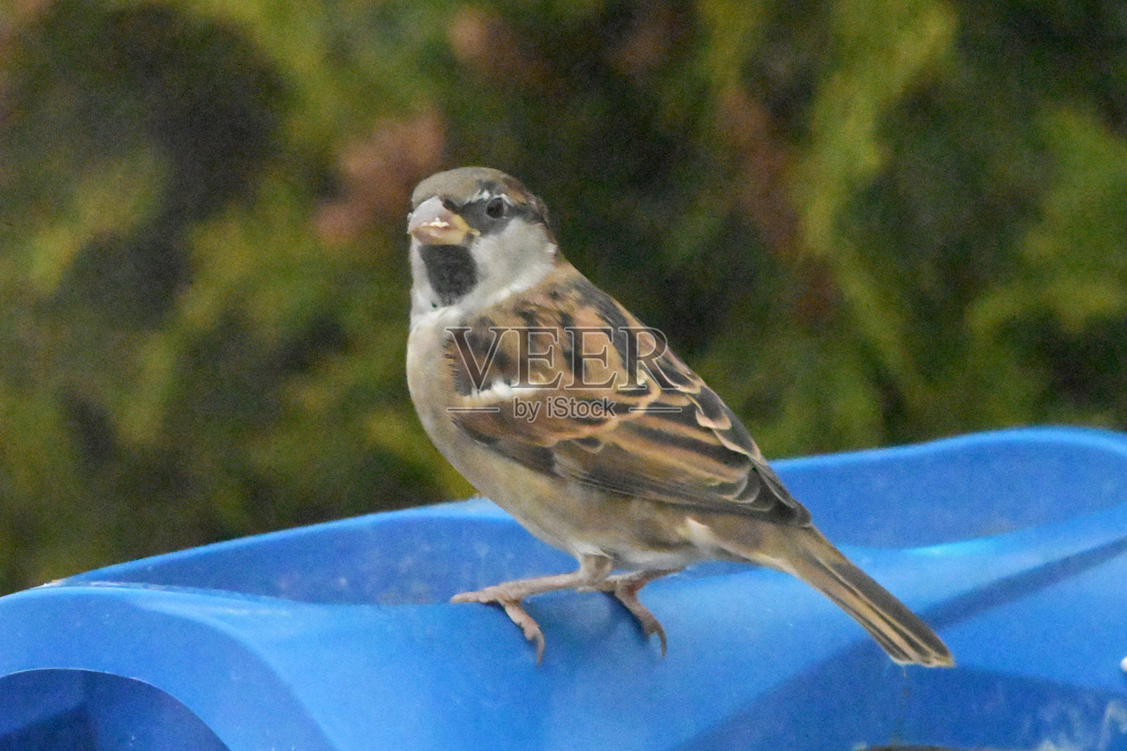 金冠雀照片摄影图片