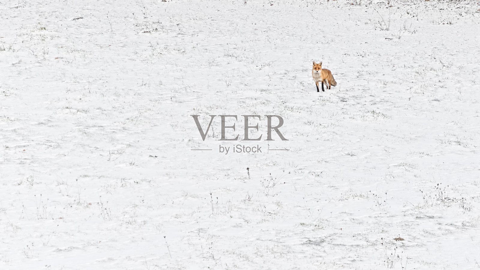 红狐（Vulpes vulpes）—— 成年个体站立在雪地开阔地（捷克共和国常见物种）照片摄影图片