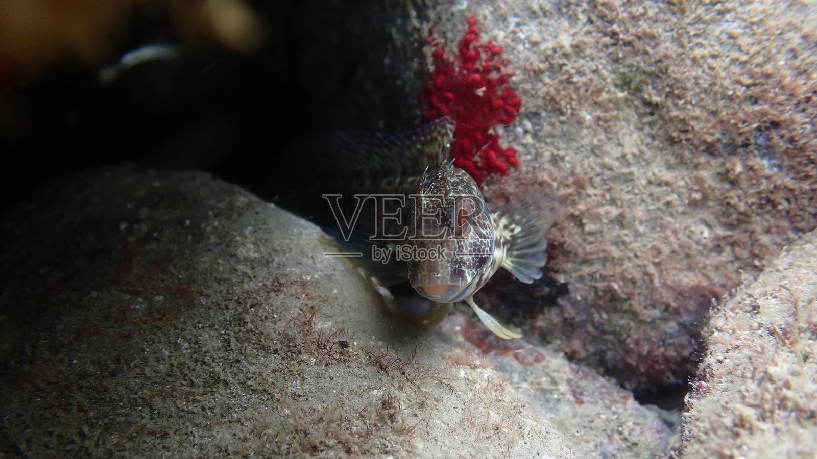 环颈鲹（Parablennius pilicornis）在利古里亚海的海底照片摄影图片