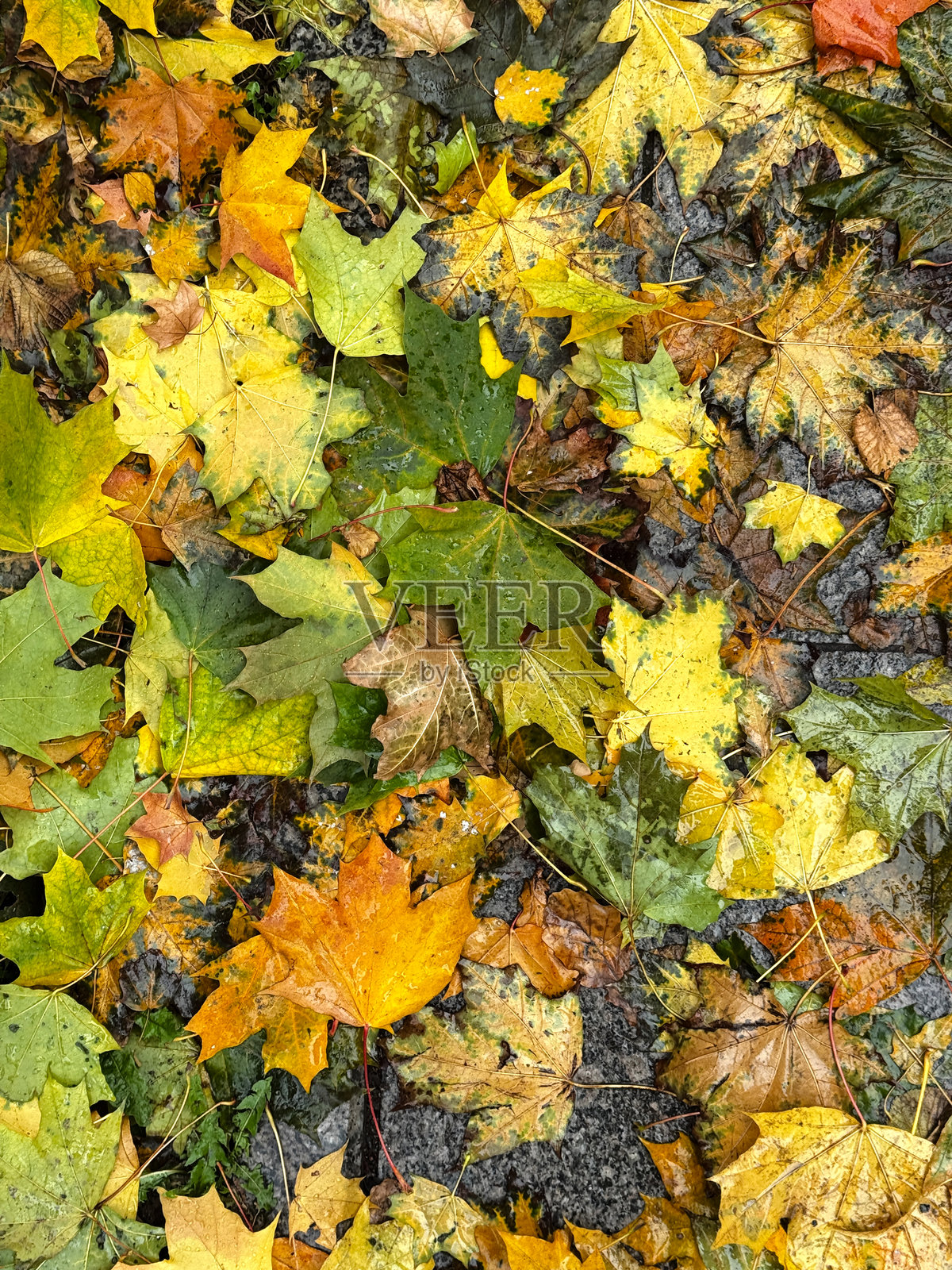 各种颜色的湿落秋叶覆盖着石板路。照片摄影图片