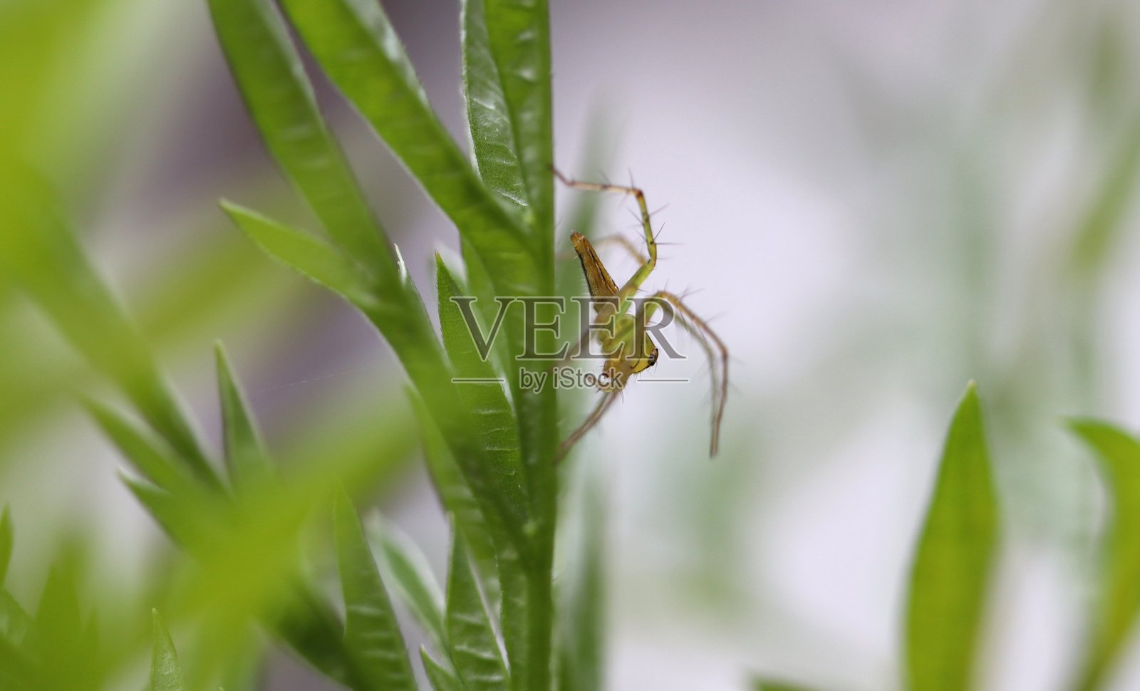 一只绿lynx蜘蛛停在花园里纤细的绿叶上照片摄影图片