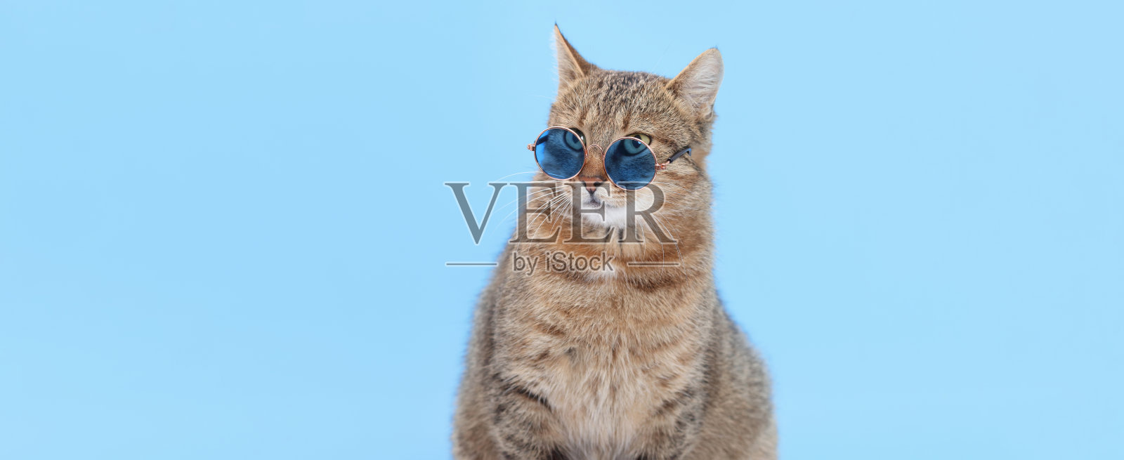 酷炫的虎斑猫戴着蓝色太阳镜照片摄影图片