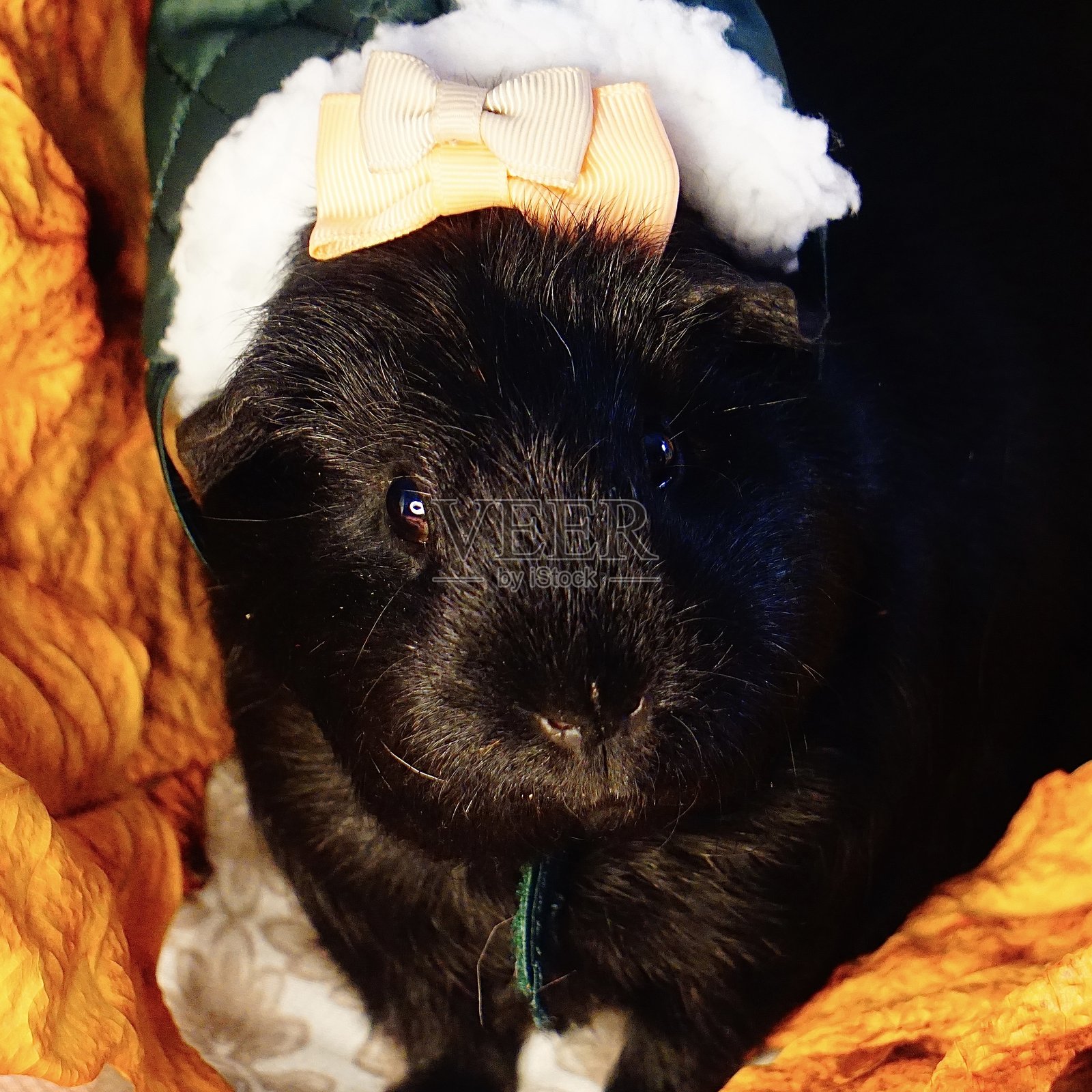 戴着帽子和可爱领结的黑色豚鼠照片摄影图片