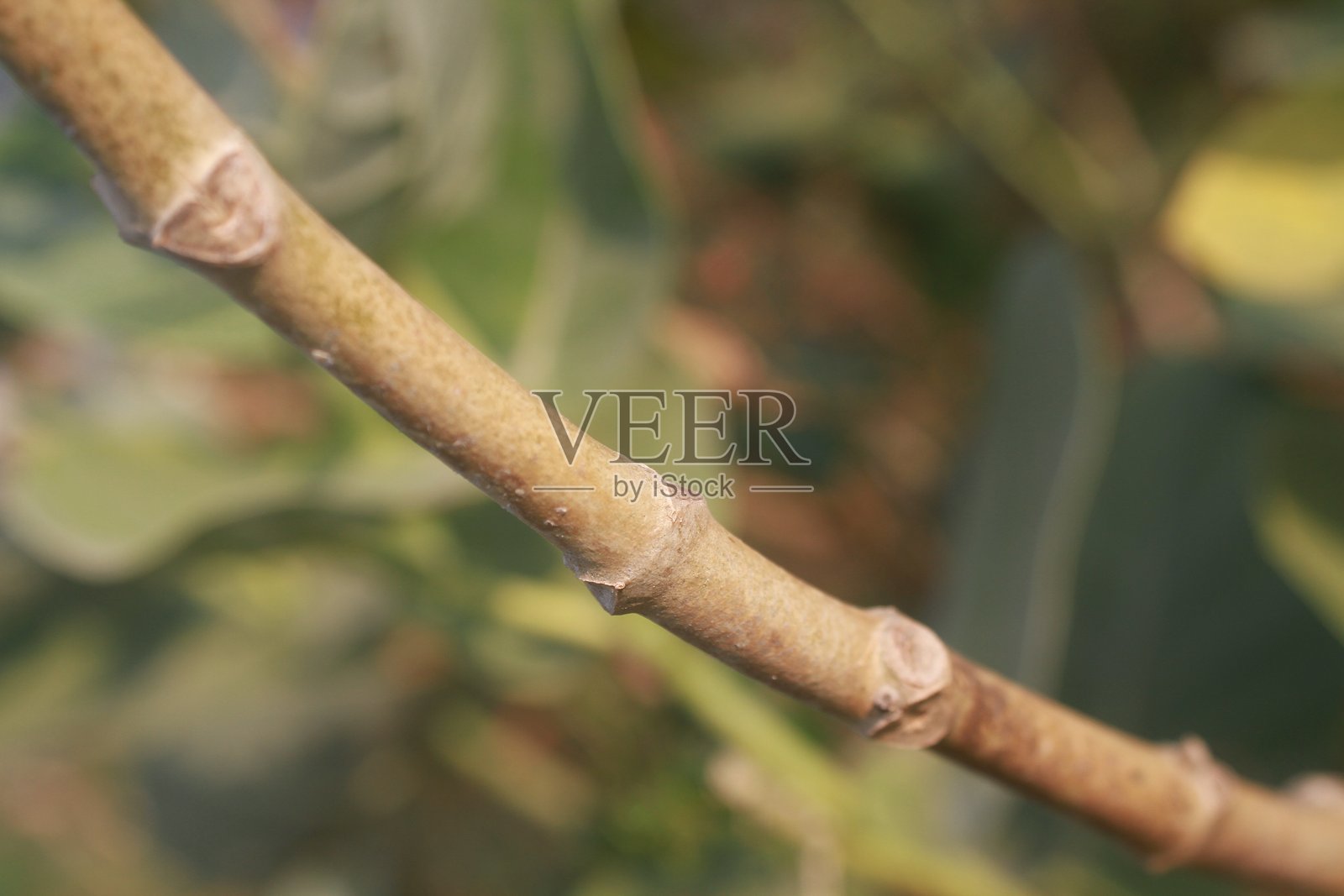 马利筋的茎照片摄影图片