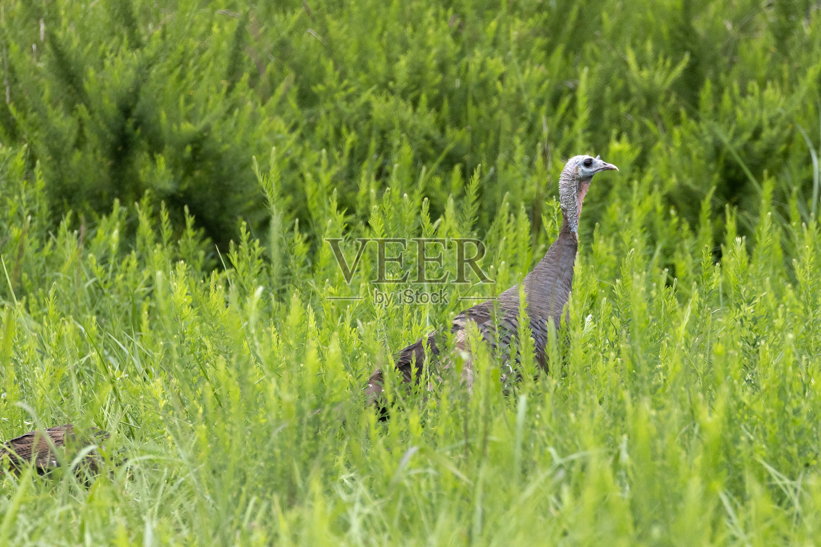 东部野火鸡照片摄影图片