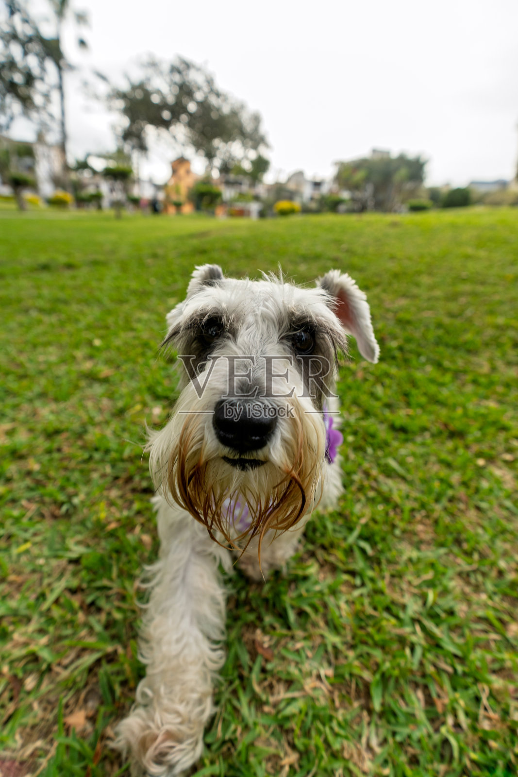 迷你雪纳瑞犬站立在绿色的草地上照片摄影图片