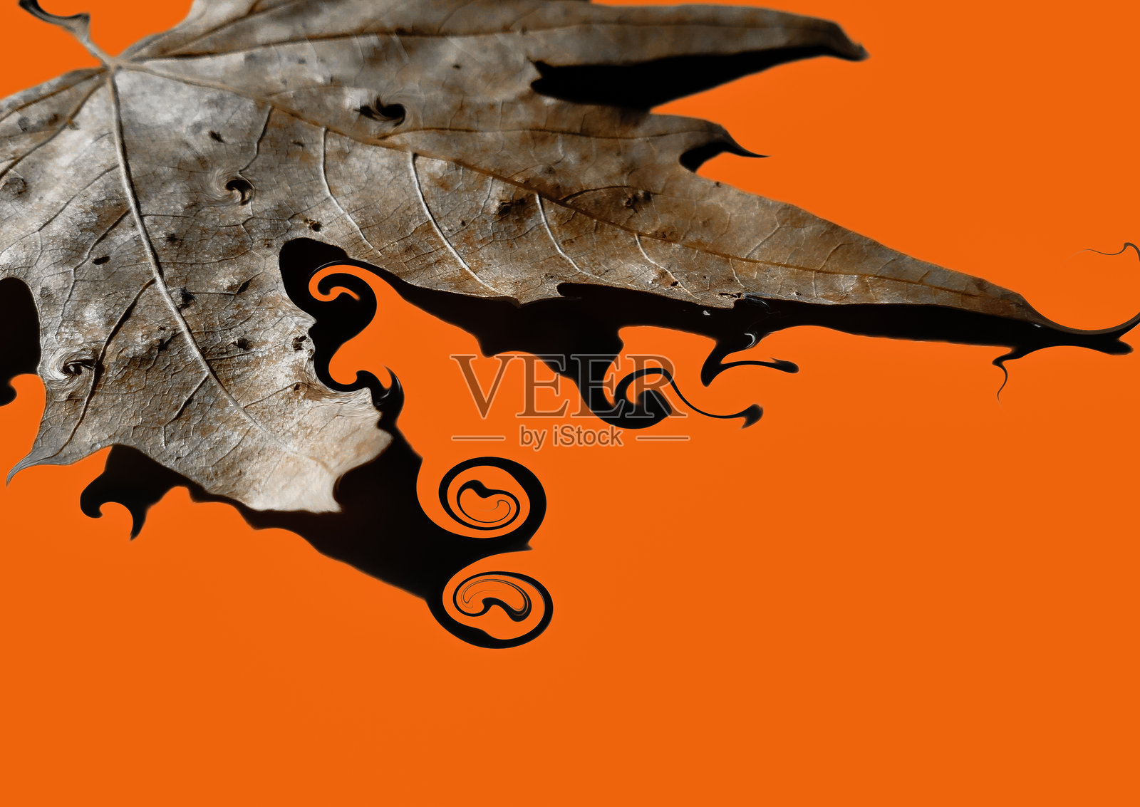 枫叶照片摄影图片