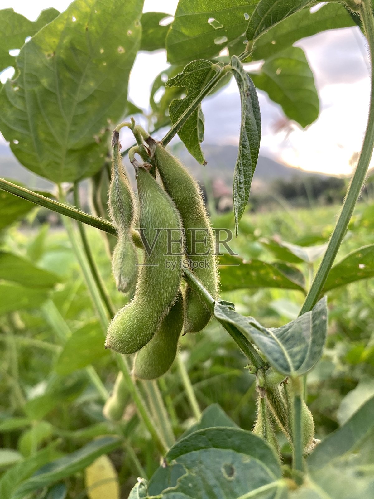 青豆荚照片摄影图片